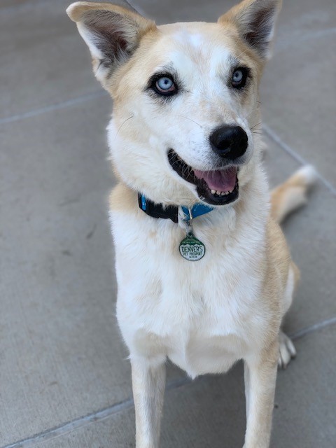 Blonde husky-lab mix with piercing blue eyes smiles at the camera with perky ears